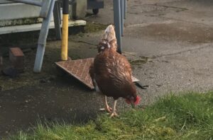 Dave the Chicken RIP